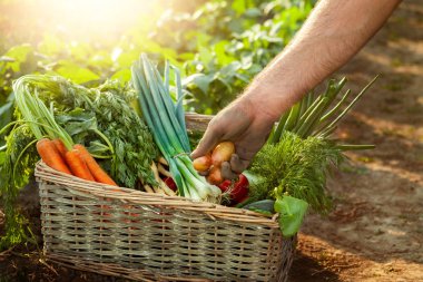 Çiftçi almak patates bir sepeti