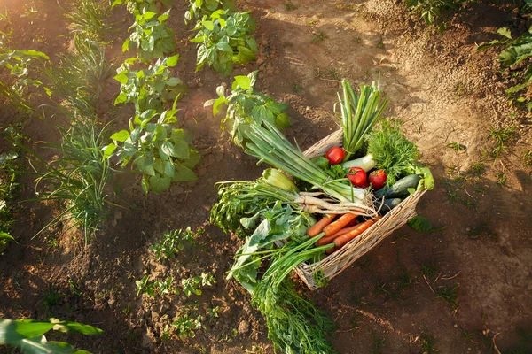 Sebze ile hasır kutu