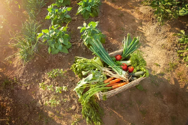 Sepette taze sebzeler 