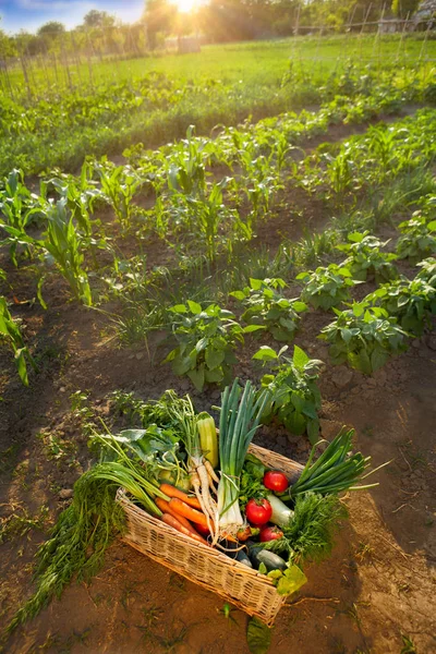 Sayuran segar dalam tumpukan wicker — Stok Foto