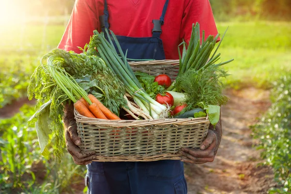 Boer met een mandje met verse groenten — Stockfoto