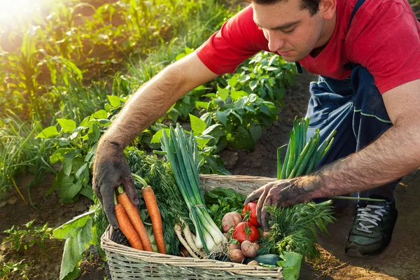 Panier avec légumes et jardinier — Photo