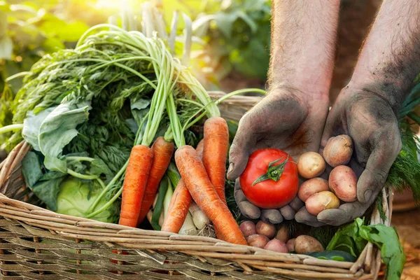 Tomat och potatis i bonde händer — Stockfoto