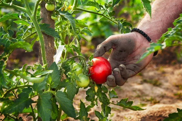 Memetik tomat tangan dari kebun — Stok Foto