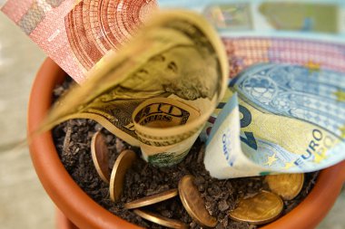 Saksının dibine, parayı büyüyen yakın çekim