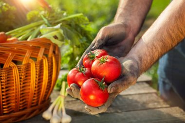Domates hasat yardım