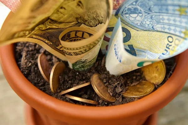 Primo piano della crescita del denaro in vaso da fiori — Foto Stock