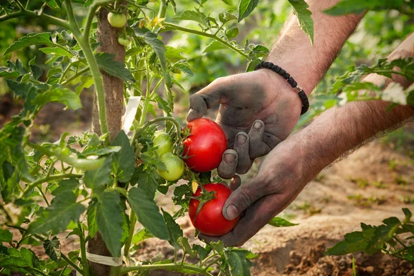 Tangan-tangan terkenal memegang tomat — Stok Foto