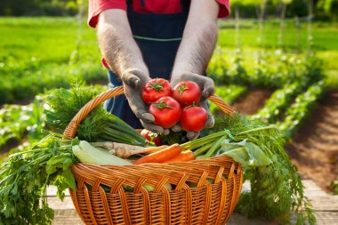 Domates hasat. Taze domates holding eller.