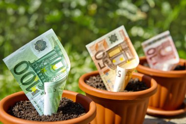 Saksı ahşap yüzey üzerinde büyüyen Euro