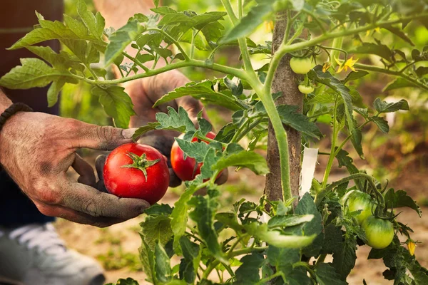 Tomat memetik di kebun — Stok Foto