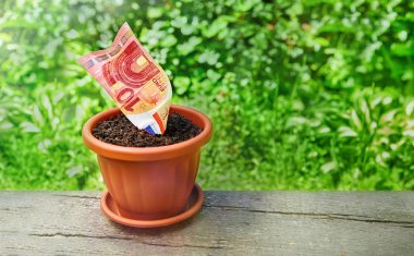 Çiçeklik ahşap arka plan üzerinde büyüyen para