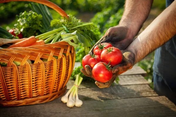 Mãos de agricultor segurando tomate fresco — Fotografia de Stock