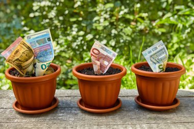 Dolar ve euro faturaları saksıları içinde büyüyen