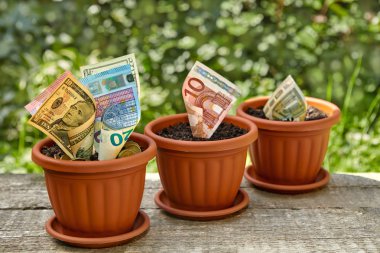 Ahşap saksı içinde büyüyen para