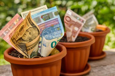 Saksıları içinde büyüyen para banknot ve rulo