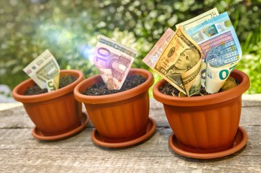 Saksı içinde büyüyen banknotlar