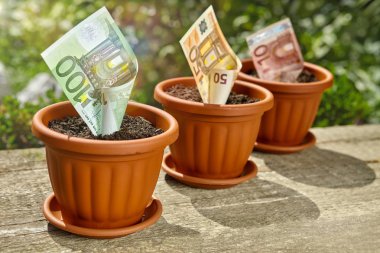 Parayı saksının içinde büyüyen