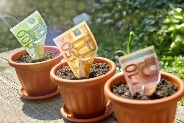 Saksı içinde Euro banknot
