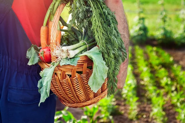 Sayuran organik. Petani membawa keranjang dengan sayuran . — Stok Foto
