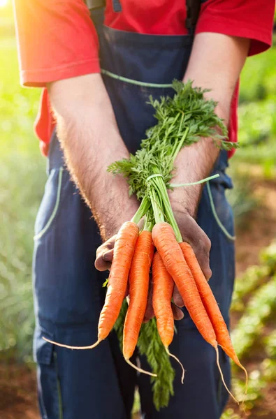 Wortel harvest.wortel di tangan petani . — Stok Foto