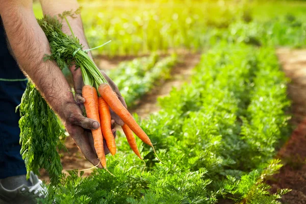 Zanahorias en manos de granjeros. Recogida de zanahorias . — Foto de Stock