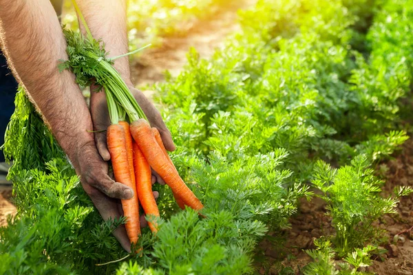 Zanahorias en manos de jardinero. Recogida de zanahorias . — Foto de Stock