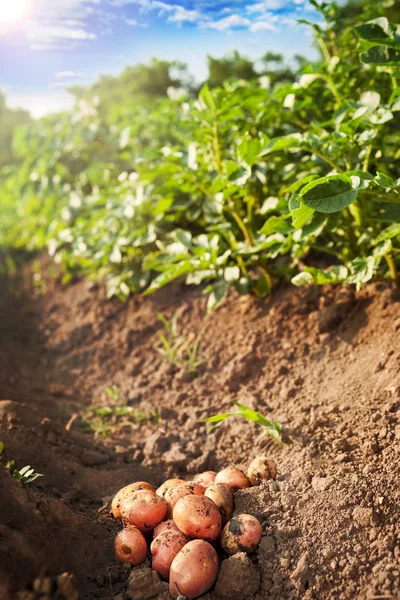 Patates hasat. Yere çekilmiş patates.