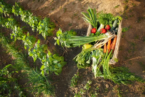 Organic vegetables in wicker box in garden