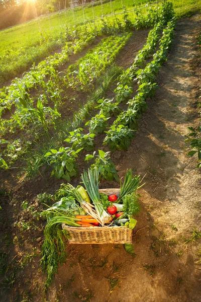 Keranjang dengan sayuran di kebun — Stok Foto