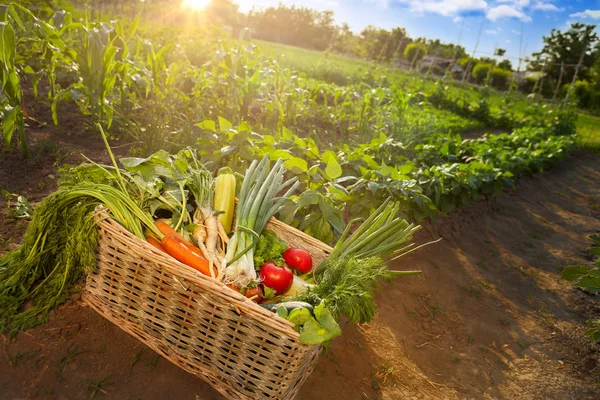 Diverse groenten in rieten vak — Stockfoto