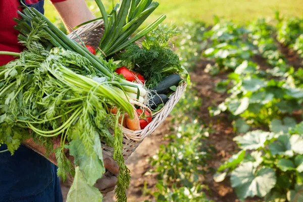 Tuinman houden gemengde groente in rieten mand. — Stockfoto