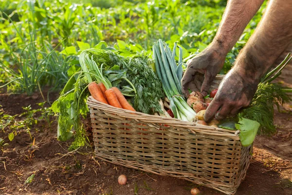 Fruit in de mand en boer handen — Stockfoto