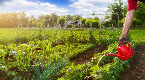 Pengairan di kebun dengan air kaleng — Stok Foto