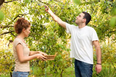 Erik malzeme çekme sezon