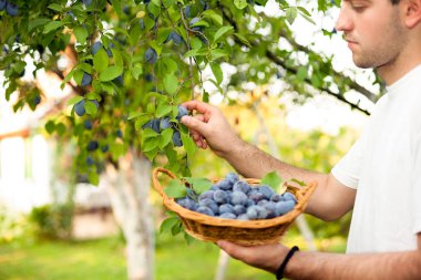 Erik sepet içine koyarak meyve çiftçi
