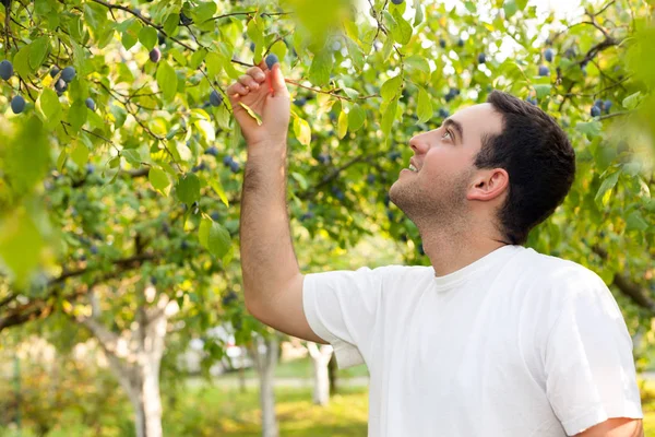 Plum siap dipetik — Stok Foto