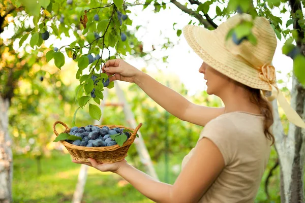 Escolha uma fruta — Fotografia de Stock