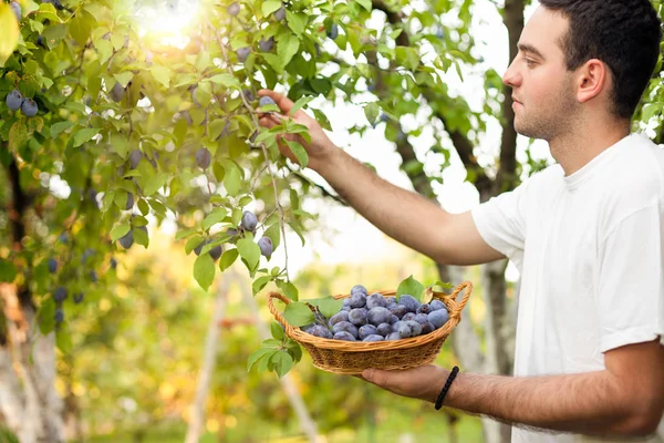 Adam malzeme çekme Erik