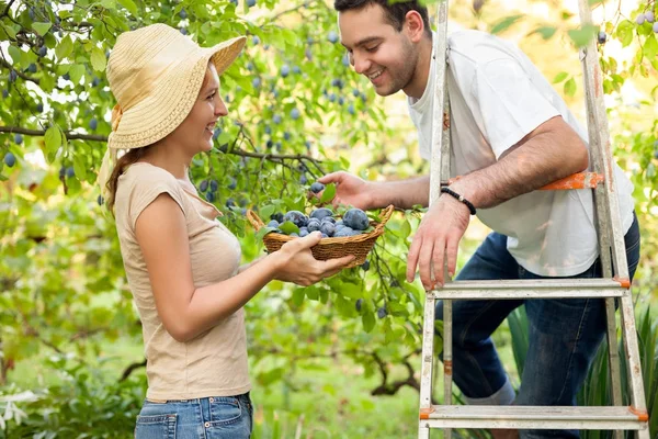 Verse gezonde vruchten uit boom — Stockfoto