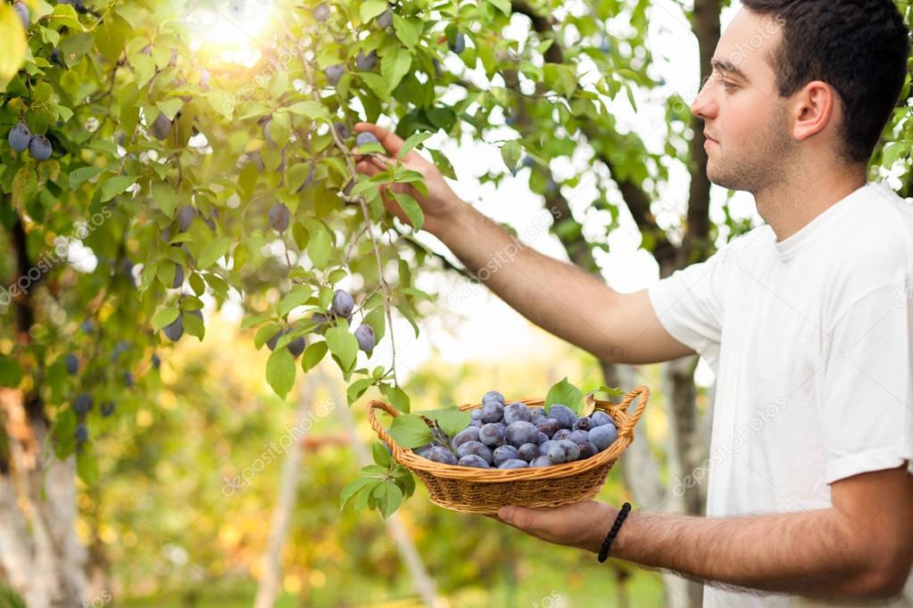 Man picking plums