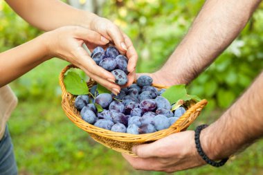 Sepet içine koyarak Erik eller kadın