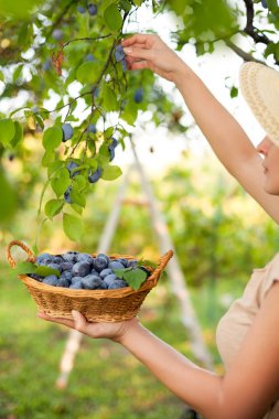 Kadın meyve çiftçi malzeme çekme Erik