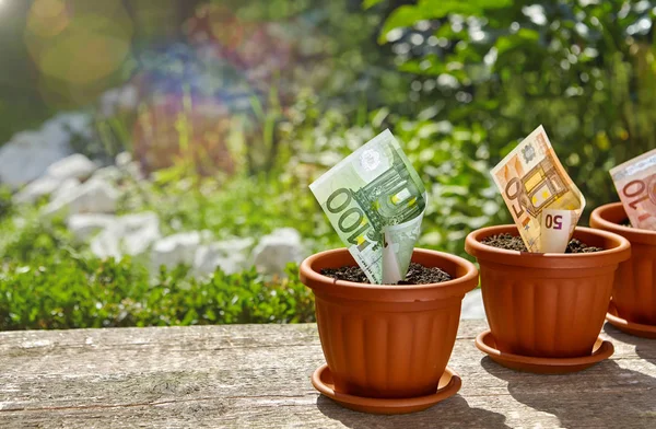 Denaro in crescita in vaso da fiori — Foto Stock