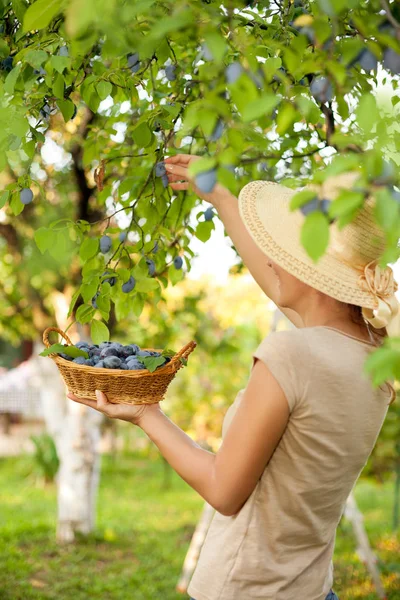 Agricultor colheita de frutas — Fotografia de Stock