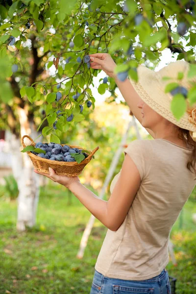 Meyve toplama günü