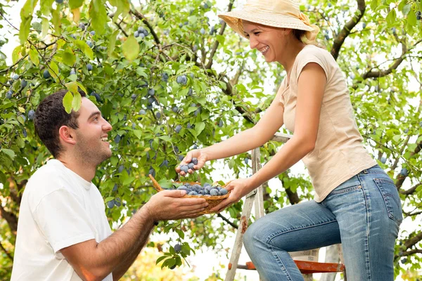 Taze çiftçiler meyve