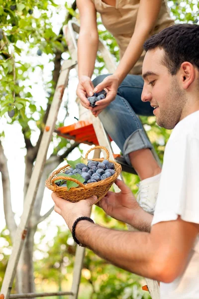 Jong koppel plukken pruimen — Stockfoto