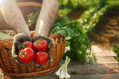 Domates hasat. Eller çiftçinin domates ile.