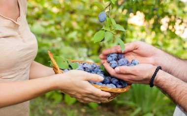 Taze ve sağlıklı Erik